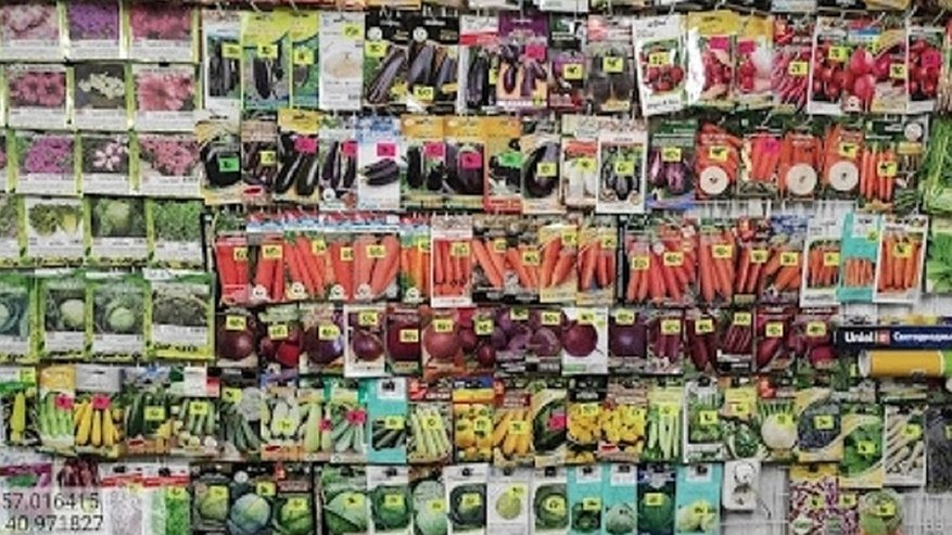 Главная картинка новости: «Ослиные уши» и «Санькина любовь»: Россельхознадзор изъял в Костроме более тысячи партий семян