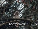 Редкую сову увидели костромичи в центре города