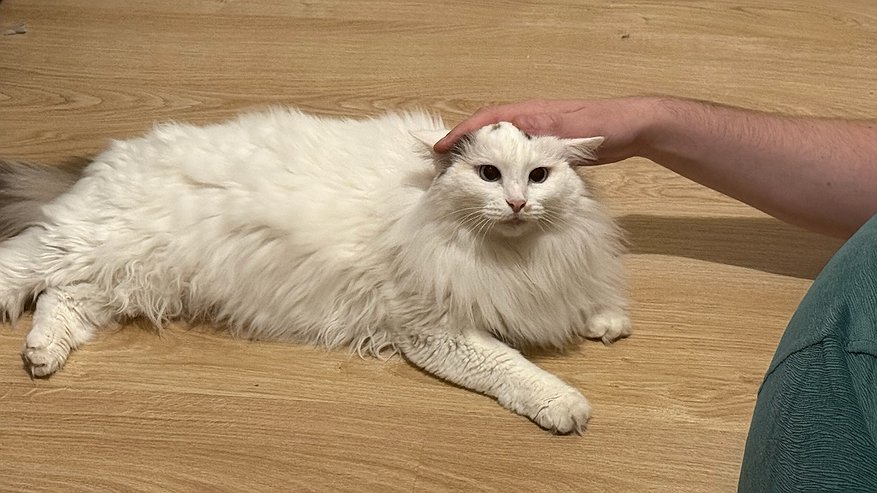 Главная картинка новости: Почему кошка мелко трясет хвостом? Учёные наконец-то объяснили, что стоит за этим движением