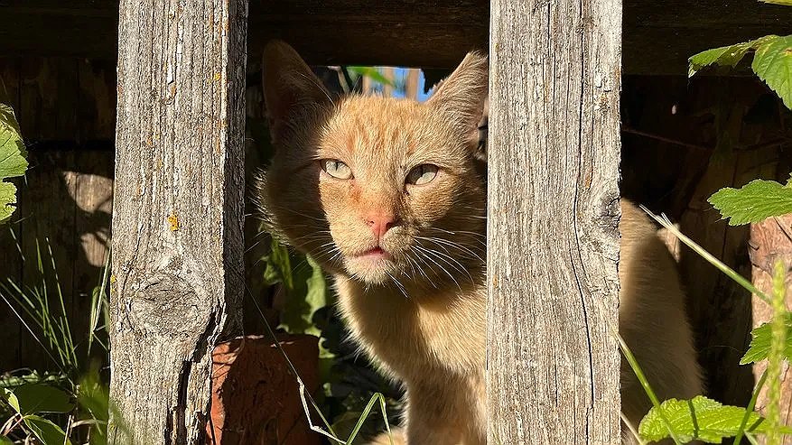 Главная картинка новости: Не 1 раз и не 3: сколько раз в день нужно кормить кошку - запомните раз и навсегда