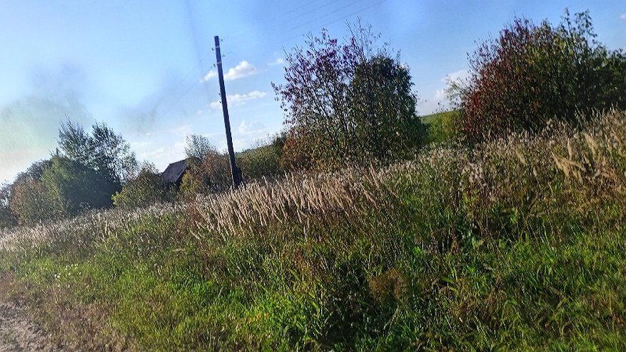 Главная картинка новости: В Костромской области с помощью беспилотника обнаружили поле с сорняками-паразитами