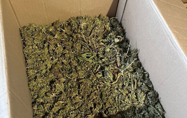 В Нерехте мужчина признался в выращивании конопли после находки в лесу