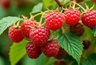 Миниатюра новости: Как подготовить малину к зиме: 6 ключевых шагов для урожая следующего года