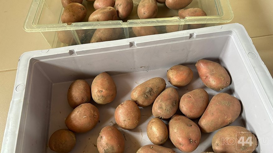 Главная картинка новости: В Костромской области сняли карантин из-за опасных сельхозвредителей