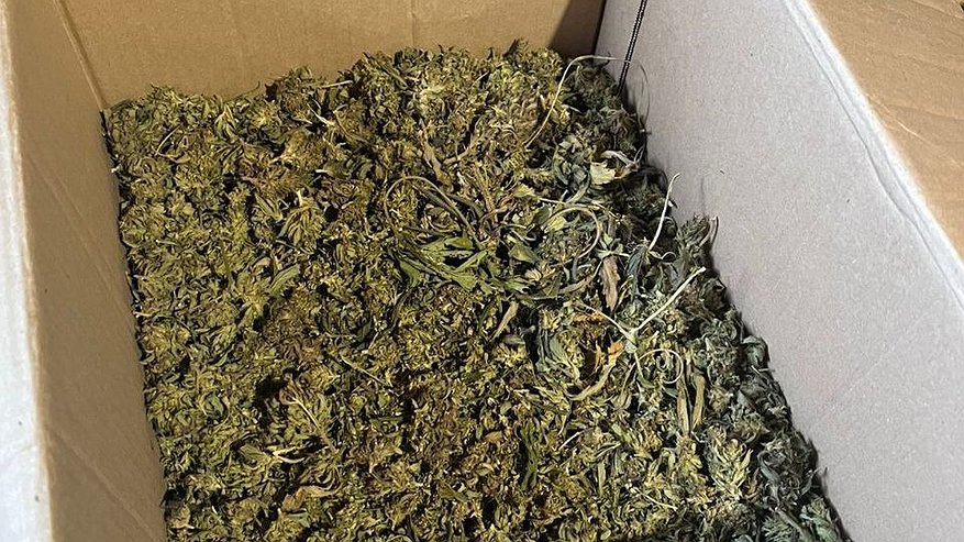 Главная картинка новости: В Нерехте мужчина признался в выращивании конопли после находки в лесу