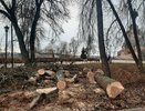 В костромском парке вырубают деревья из-за опасного вредителя