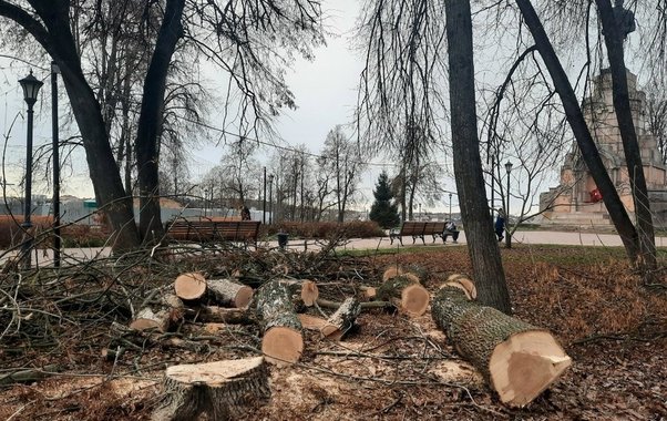 В костромском парке вырубают деревья из-за опасного вредителя