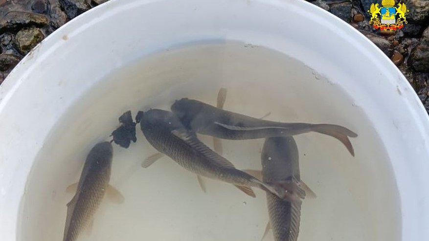 Главная картинка новости: В Горьковское водохранилище Костромы выпустили 55 тысяч мальков сазана