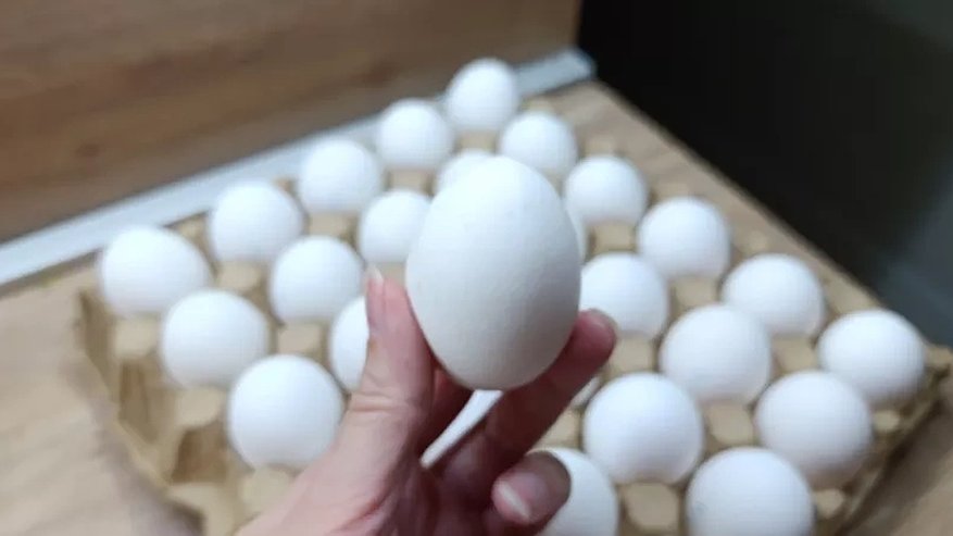 Главная картинка новости: Обходят за версту: почему работники магазинов и птицефабрик никогда не покупают яйца категории С0 даже по скидке 75%