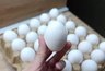 Миниатюра новости: Обходят за версту: почему работники магазинов и птицефабрик никогда не покупают яйца категории С0 даже по скидке 75%