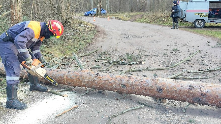 Главная картинка новости: Мощный ветер повалил дерево на дорогу под Костромой, движение было затруднено