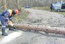 Миниатюра новости: Мощный ветер повалил дерево на дорогу под Костромой, движение было затруднено