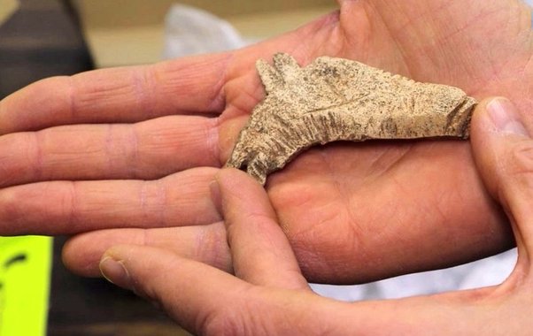 Археологи под Шарьей обнаружили тысячи артефактов и редкую костяную лошадь