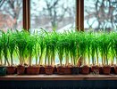 Зеленый лук круглый год: как превратить подоконник в витаминную грядку, которая кормит семью даже зимой, когда магазины ломят ценами