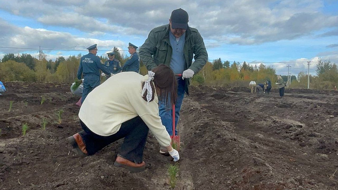 Главная картинка новости: Более 31 000 гектаров молодых сосен и елей высажено в Костромской области за год