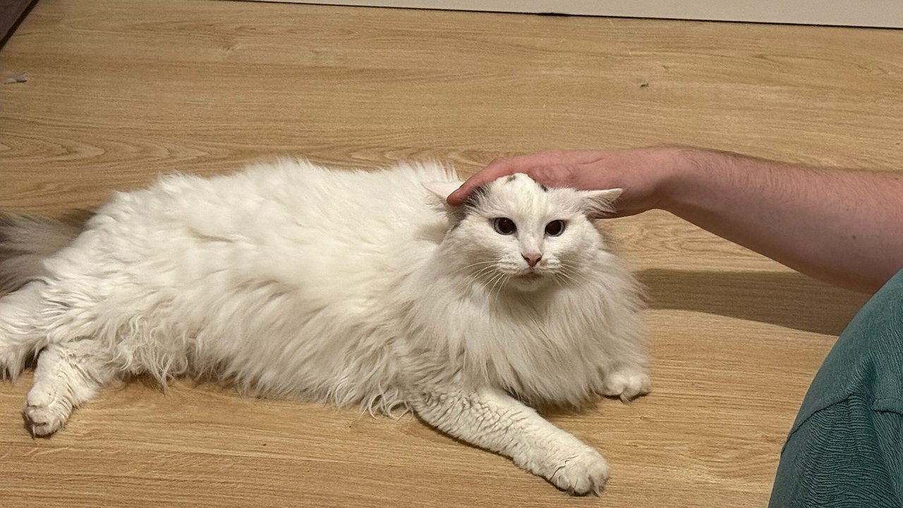 Главная картинка новости: Сколько раз в день кошка должна ходить в туалет: о таком должен знать каждый хозяин питомца