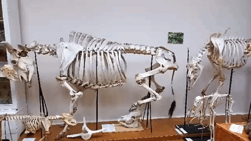 Главная картинка новости: В костромском музее сельхозакадемии ожившие экспонаты пытались совершить побег