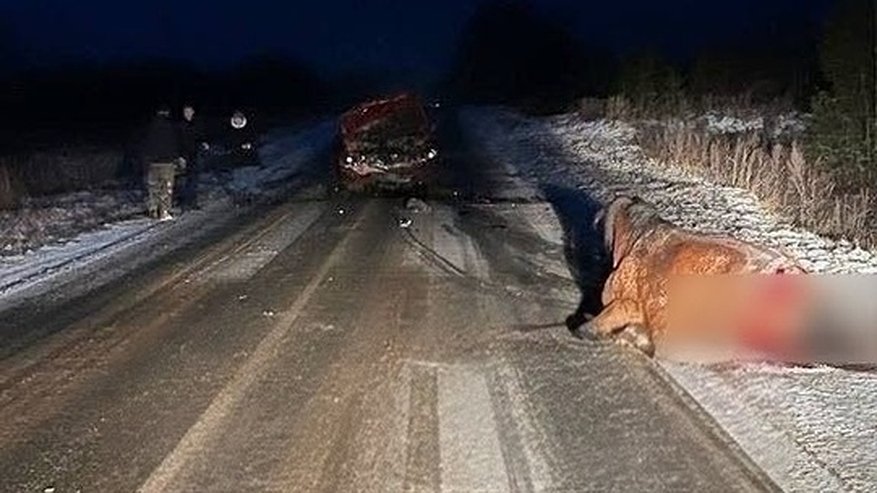 Главная картинка новости: В Костромской области на трассе погибли два пони: пострадал водитель Renault