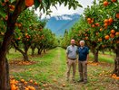 Лучше они сгниют на ветке - хозяин сада в Абхазии признался, почему качественные мандарины не доезжают в Россию