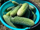 Ведро с куста каждую неделю - 2 "безбашенных" сорта огурчиков. Точно посажу в следующем сезоне - и вам советую