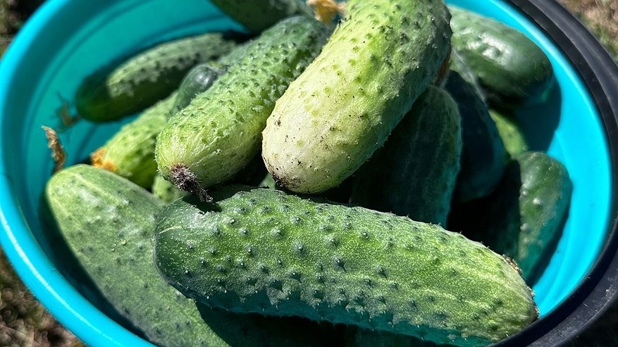 Главная картинка новости: Ведро с куста каждую неделю - 2 "безбашенных" сорта огурчиков. Точно посажу в следующем сезоне - и вам советую