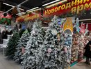 В Костроме открылись четыре точки продажи елок