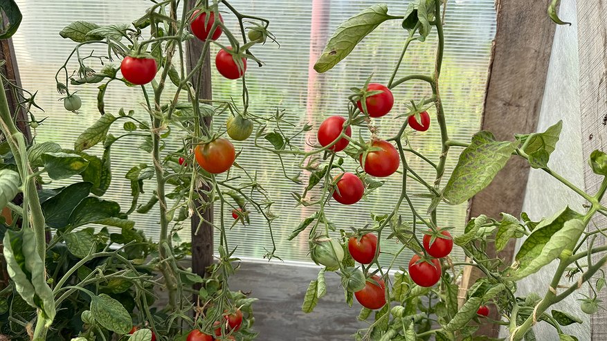 Главная картинка новости: Вкуснее мяса: 9 "бешенных" сортов томатов - дачники за ними уже стоят в очередях. Такая урожайность и не снилась