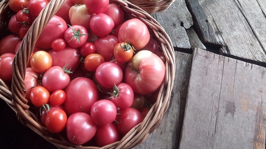 Главная картинка новости: Низкорослые томаты размером с кулак - соседи обзавидуются. Вкусные и крупные - 5 сортов