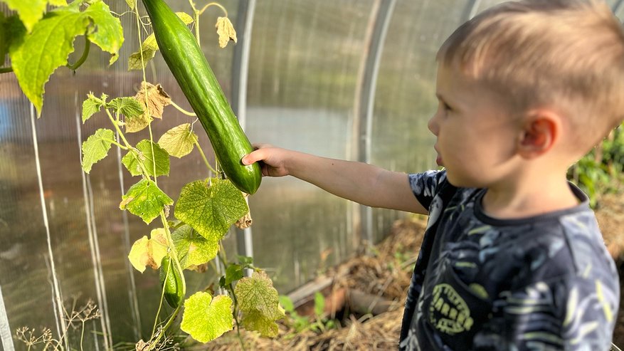 Главная картинка новости: 4 гибрида огурчиков, которые никогда не подведут: не болеют и плодоносят до первого снега. Дачники, берите на заметку