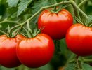 Шикарные сорта томатов - фитофторы не боятся. За ними уже выстроилась очередь