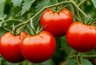 Миниатюра новости: Шикарные сорта томатов - фитофторы не боятся. За ними уже выстроилась очередь
