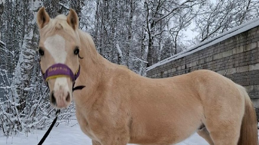 Главная картинка новости: Уэльский пони Марсель пополнил конюшню костромской спортшколы