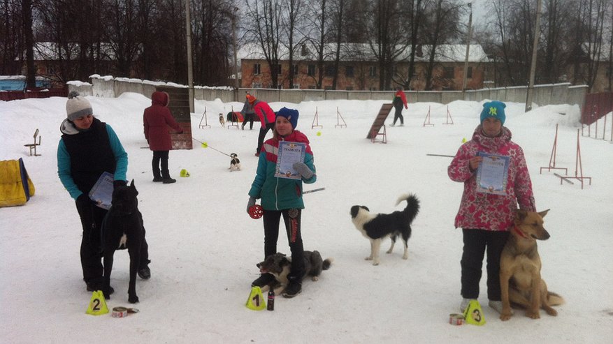 Главная картинка новости: Новогоднее дефиле с собаками пройдет на аллее Дружбы народов в Костроме