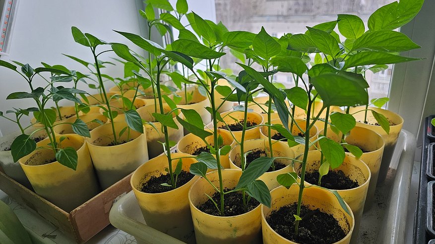 Главная картинка новости: Мичурин 90 лет назад замачивал семена в этом: я повторил эксперимент - делюсь результатом