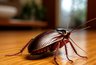 Миниатюра новости: Узнал, куда в 2000-х годах из домов пропали полчища тараканов и почему они сейчас возвращаются