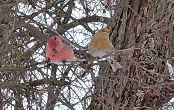 В Костроме заметили финских попугаев