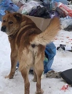 "Разорвали куртку и искусали троих!": в Сети обсуждается нападение агрессивных собак на улице Козуева