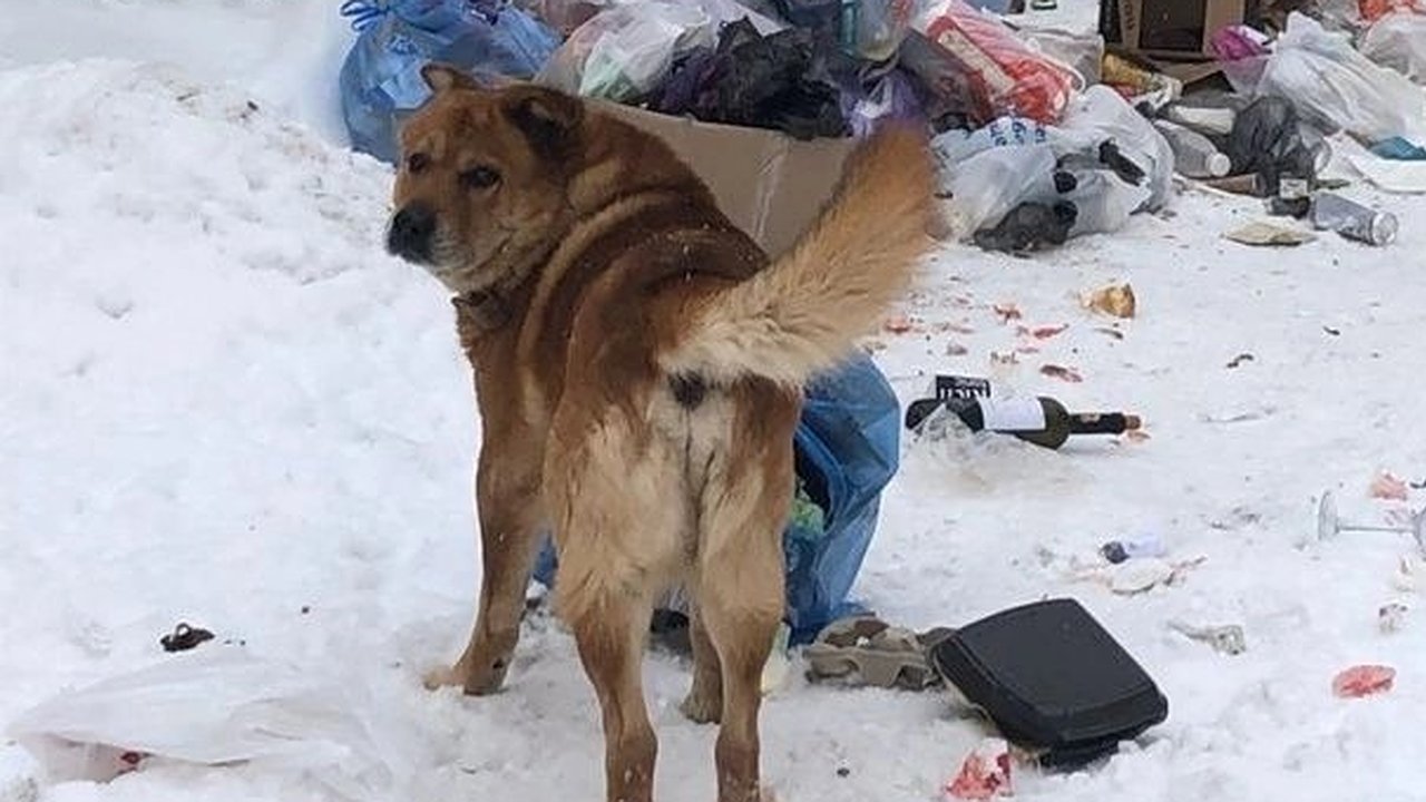 Главная картинка новости: "Разорвали куртку и искусали троих!": в Сети обсуждается нападение агрессивных собак на улице Козуева