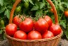 Миниатюра новости: Экономьте силы: 5 сортов томатов, которых хватит для всего - и на еду, и на заготовки