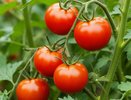 Им больше 50 лет: 3 сорта томатов-старожилов, которые не подведут. Сажают раз — и навсегда влюбляются