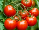 Томат-мечта для ленивого огородника: посадил, полил, собираешь ведрами - очень ранний и урожайный