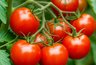 Миниатюра новости: Томат-мечта для ленивого огородника: посадил, полил, собираешь ведрами - очень ранний и урожайный