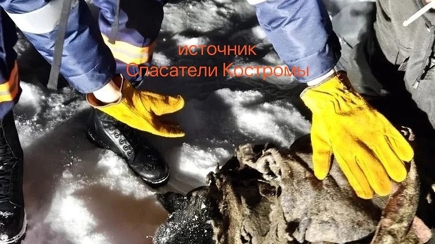 Главная картинка новости: В Шарье спасатели приютили собаку, едва не утонувшую в ледяной реке