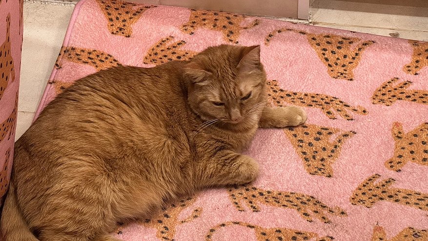 Главная картинка новости: Сколько лет могут прожить кошки при хорошем уходе - ветеринары дали точный ответ