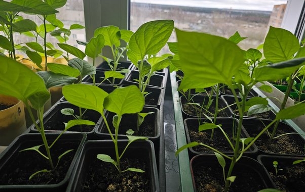 Сеют в январе - собирают на месяц раньше: эти культуры дают самый ранний урожай - мечта огородника