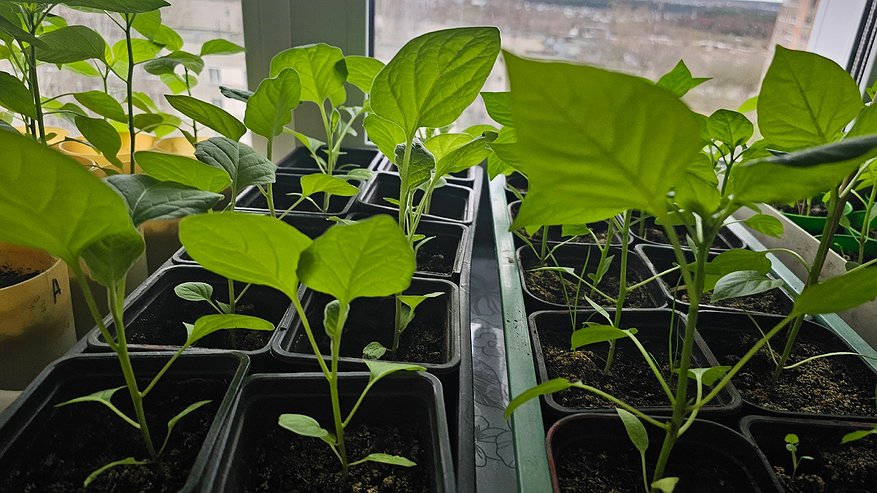 Главная картинка новости: Сеют в январе - собирают на месяц раньше: эти культуры дают самый ранний урожай - мечта огородника