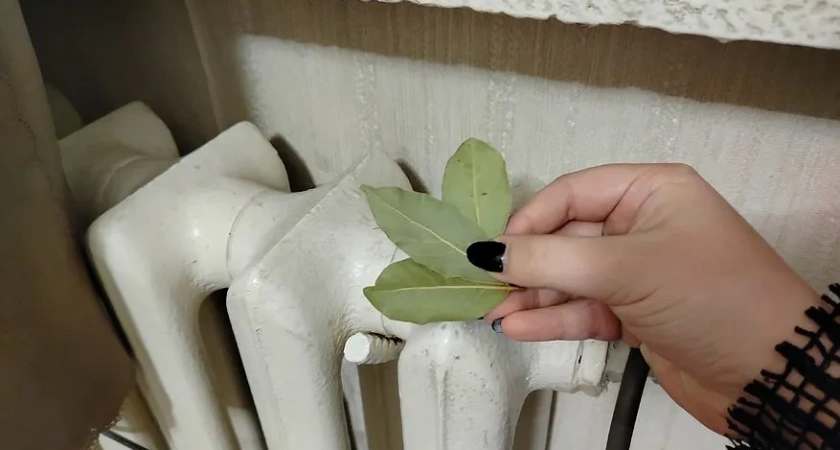 С первыми заморозками кладу лавровый лист на батарею и не знаю страха: разницу замечает вся семья, особенно муж