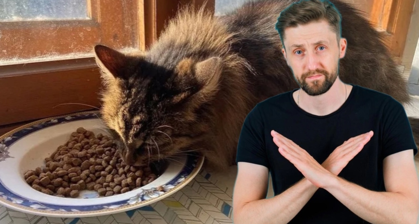 Вы отравите кошку и даже не поймете, чем: в Роскачестве озвучили самые худшие марки корма - убийственное месиво