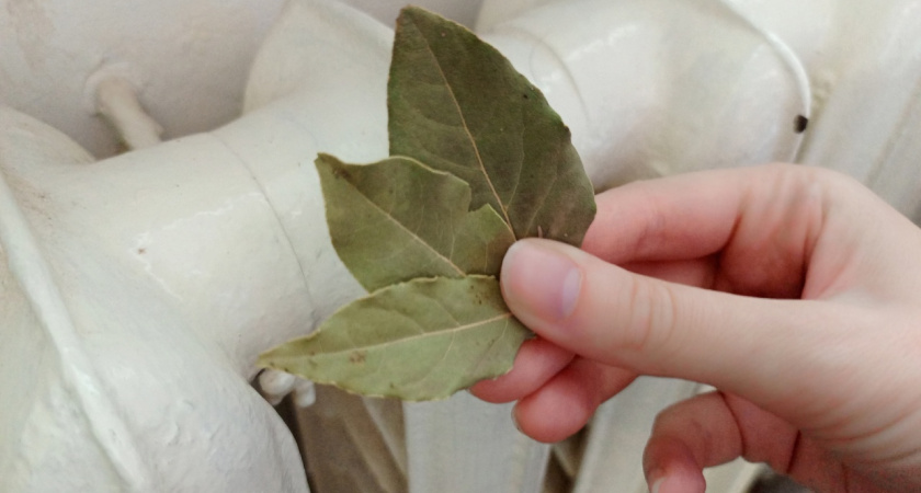 Первые заморозки - лавровый лист на батарею: семья утирает слезы радости, разницу замечают все