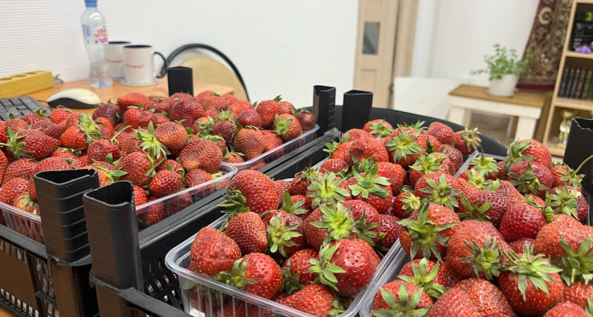 Присыпаю осенью вокруг кустов, всю зиму напитывается: клубника весной растет как на дрожжах после этой подкормки